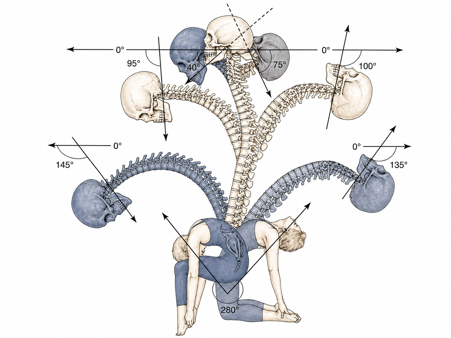 Anatomy